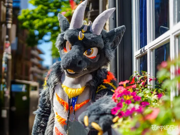 Fursuit picture from Purple Fox albums